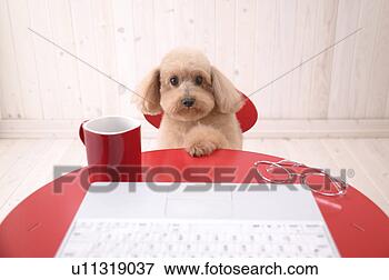 Foto - brinquedo,  poodle, 
 sentando,  tabela, 
 computador. fotosearch 
- busca de fotos, 
imagens e clipart