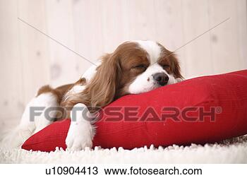Banco de Imagem - cavalier,  dormir. 
fotosearch - busca 
de fotos, imagens 
e clipart