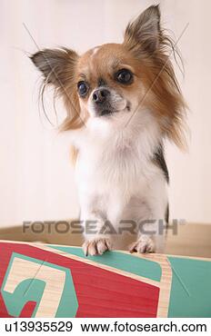 Banque de Photographies - chihuahua, chien. 
fotosearch - recherchez 
des photos, des 
images et des 
cliparts