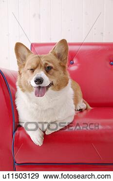 Stock Photograph - corgi in a sofa. 
fotosearch - search 
stock photos, 
pictures, images, 
and photo clipart