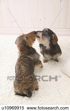 Banco de Imagem - dois,  cachorros, 
 cheirar,  cada, 
 outro. fotosearch 
- busca de fotos, 
imagens e clipart
