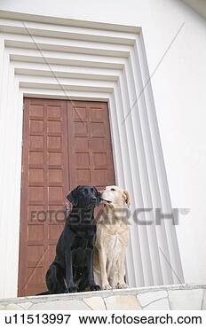 Foto - dois,  labrador, 
 retrievers,  
frente,  porta. 
fotosearch - busca 
de fotos, imagens 
e clipart