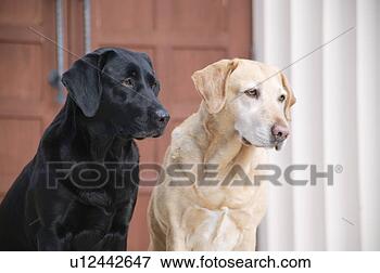 Foto - dois,  labrador, 
 retrievers,  
frente,  porta. 
fotosearch - busca 
de fotos, imagens 
e clipart