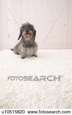 Arquivo de Fotografias - miniatura,  bassê, 
 estúdio,  tiro. 
fotosearch - busca 
de fotos, imagens 
e clipart
