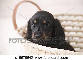 Stock Photo - miniature dachshund 
in a basket. fotosearch 
- search stock 
photos, pictures, 
images, and photo 
clipart