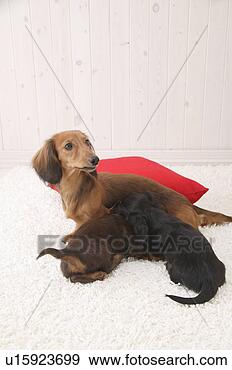Stock Photograph - miniature dachshund 
nursing puppies. 
fotosearch - search 
stock photos, 
pictures, images, 
and photo clipart