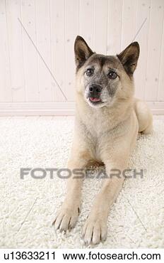 Stock Photography - mix breed dog, 
studio shot. fotosearch 
- search stock 
photos, pictures, 
images, and photo 
clipart