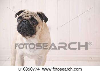 Banco de Imagem - pug,  estúdio, 
 tiro. fotosearch 
- busca de fotos, 
imagens e clipart