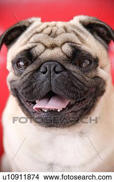 Banco de Imagem - pug,  estúdio, 
 tiro,  close-up. 
fotosearch - busca 
de fotos, imagens 
e clipart