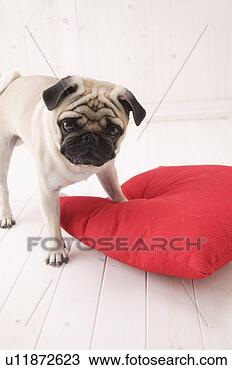 Banco de Imagem - pug,  estúdio, 
 tiro. fotosearch 
- busca de fotos, 
imagens e clipart