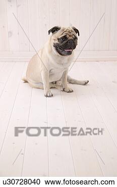Stock Photography - pug, studio shot. 
fotosearch - search 
stock photos, 
pictures, images, 
and photo clipart