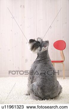 Banco de Imagem - schnauzer,  estúdio, 
 tiro. fotosearch 
- busca de fotos, 
imagens e clipart
