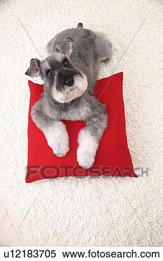 Banco de Imagem - schnauzer,  estúdio, 
 tiro. fotosearch 
- busca de fotos, 
imagens e clipart