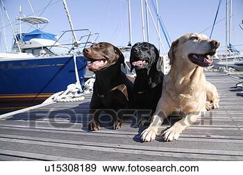 Stock Photograph - three labrador 
retrievers in 
harbor. fotosearch 
- search stock 
photos, pictures, 
images, and photo 
clipart