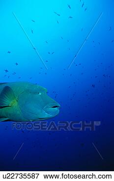 Foto - lado,  vista, 
 napoleonfish, 
 natação,  submarinas, 
 maldives. fotosearch 
- busca de fotos, 
imagens e clipart