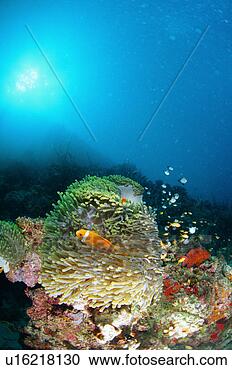Stock Photography - maldives anemone 
fish swimming 
underwater, maldives. 
fotosearch - search 
stock photos, 
pictures, images, 
and photo clipart