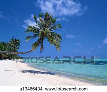 Stock Photo - palm tree in tahiti. 
fotosearch - search 
stock photos, 
pictures, images, 
and photo clipart