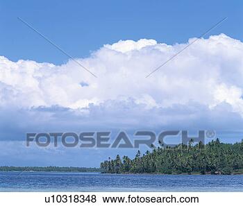 Stock Photo - palm trees in 
island. fotosearch 
- search stock 
photos, pictures, 
images, and photo 
clipart