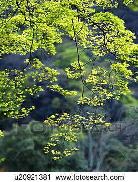 Stock Photography - a bunch of bright 
green leaves seen 
on a sunny day. 
fotosearch - search 
stock photos, 
pictures, images, 
and photo clipart