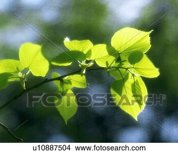 Stock Photo - close up of green 
leaves on a sunny 
day. fotosearch 
- search stock 
photos, pictures, 
images, and photo 
clipart