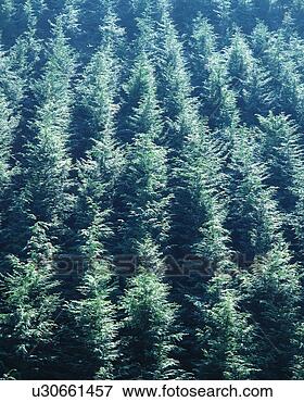 Picture - dense coniferous 
trees seen on 
a sunny day. fotosearch 
- search stock 
photos, pictures, 
images, and photo 
clipart