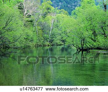 Picture - dense trees and 
a placid pond. 
fotosearch - search 
stock photos, 
pictures, images, 
and photo clipart