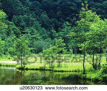 Stock Photo - dense trees with 
a pond in woods. 
fotosearch - search 
stock photos, 
pictures, images, 
and photo clipart