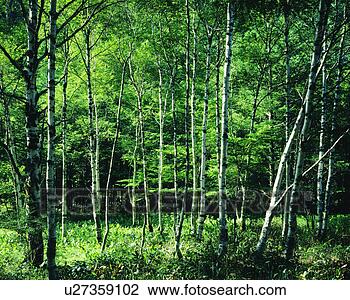 Stock Photo - green plants and 
trees seen in 
woods. fotosearch 
- search stock 
photos, pictures, 
images, and photo 
clipart
