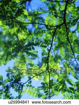 Arquivo de Fotografia - luminoso,  verde, 
 folhas,  visto, 
 ensolarado,  
dia. fotosearch 
- busca de fotos, 
imagens e clipart