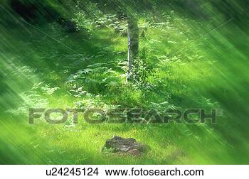 Stock Photo - sunrays falling 
on trees and plants. 
fotosearch - search 
stock photos, 
pictures, images, 
and photo clipart