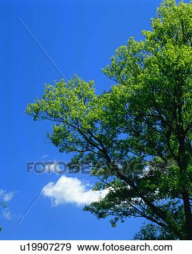 Stock Photograph - a tree bearing 
green leaves seen 
against sky. fotosearch 
- search stock 
photos, pictures, 
images, and photo 
clipart