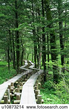 Stock Photo - two parallel paths 
run amidst woods. 
fotosearch - search 
stock photos, 
pictures, images, 
and photo clipart