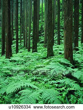 Banco de Imagem - verde,  plantas, 
 árvores,  visto, 
 madeiras. fotosearch 
- busca de fotos, 
imagens e clipart