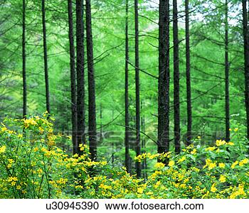 Stock Photography - yellow flowers 
seen in front 
of the trees. 
fotosearch - search 
stock photos, 
pictures, images, 
and photo clipart