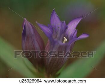 Stock Photo - gentian flower, 
close-up. fotosearch 
- search stock 
photos, pictures, 
images, and photo 
clipart
