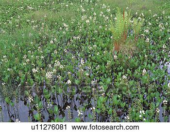 Arquivo de Fotografia - branca,  flores, 
 pântano. fotosearch 
- busca de fotos, 
imagens e clipart
