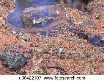 Foto - caído,  folhas, 
 rio. fotosearch 
- busca de fotos, 
imagens e clipart