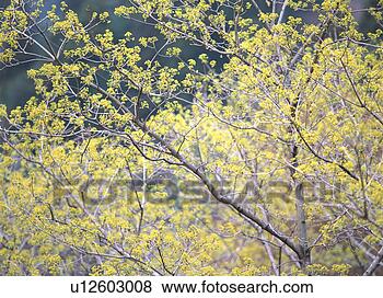 Stock Photo - japanese spicebush. 
fotosearch - search 
stock photos, 
pictures, images, 
and photo clipart