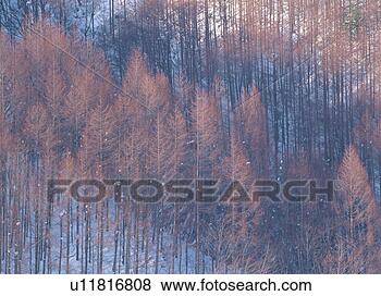 Banco de Imagem - japoneses,  larch, 
 floresta. fotosearch 
- busca de fotos, 
imagens e clipart