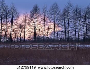 Arquivo Fotográficos - japoneses,  larch, 
 floresta. fotosearch 
- busca de fotos, 
imagens e clipart