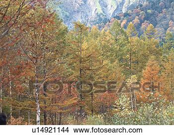 Banco de Imagem - japoneses,  larch, 
 floresta. fotosearch 
- busca de fotos, 
imagens e clipart