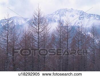 Banco de Imagem - japoneses,  larch, 
 floresta. fotosearch 
- busca de fotos, 
imagens e clipart