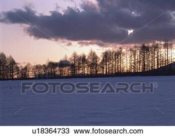 Banco de Imagem - japoneses,  larch, 
 floresta. fotosearch 
- busca de fotos, 
imagens e clipart