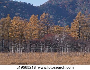 Banco de Imagem - japoneses,  larch, 
 floresta. fotosearch 
- busca de fotos, 
imagens e clipart