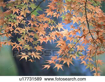 Arquivo Fotográficos - maple,  folhas. 
fotosearch - busca 
de fotos, imagens 
e clipart