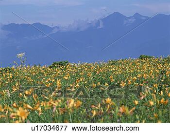 Picture - mt kirigamine. 
fotosearch - search 
stock photos, 
pictures, images, 
and photo clipart