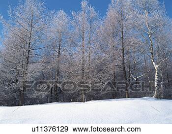 Arquivo Fotográficos - neve,  coberto, 
 floresta. fotosearch 
- busca de fotos, 
imagens e clipart