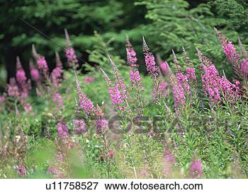Picture - pink flowers, 
close-up. fotosearch 
- search stock 
photos, pictures, 
images, and photo 
clipart