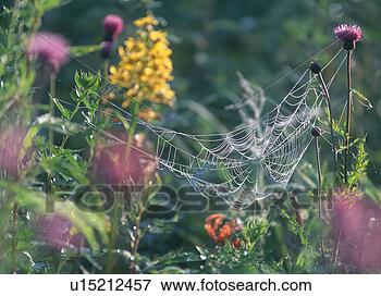 Picture - spider web between 
plants. fotosearch 
- search stock 
photos, pictures, 
images, and photo 
clipart