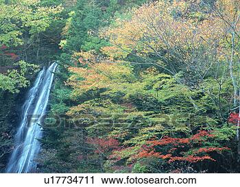 Stock Photography - waterfall in oyanagawa 
valley, yamanashi, 
japan. fotosearch 
- search stock 
photos, pictures, 
images, and photo 
clipart